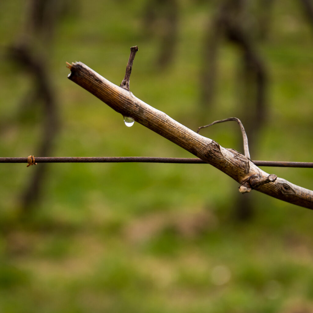Könnyező szőlő a Vylyan birtokon a tavaszi metszés után