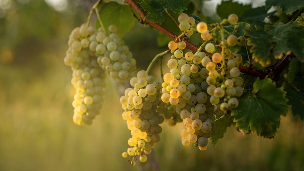 Integrált növényvédelem által termesztett szőlőfürtök lógnak a vylyan pincészet birtokán