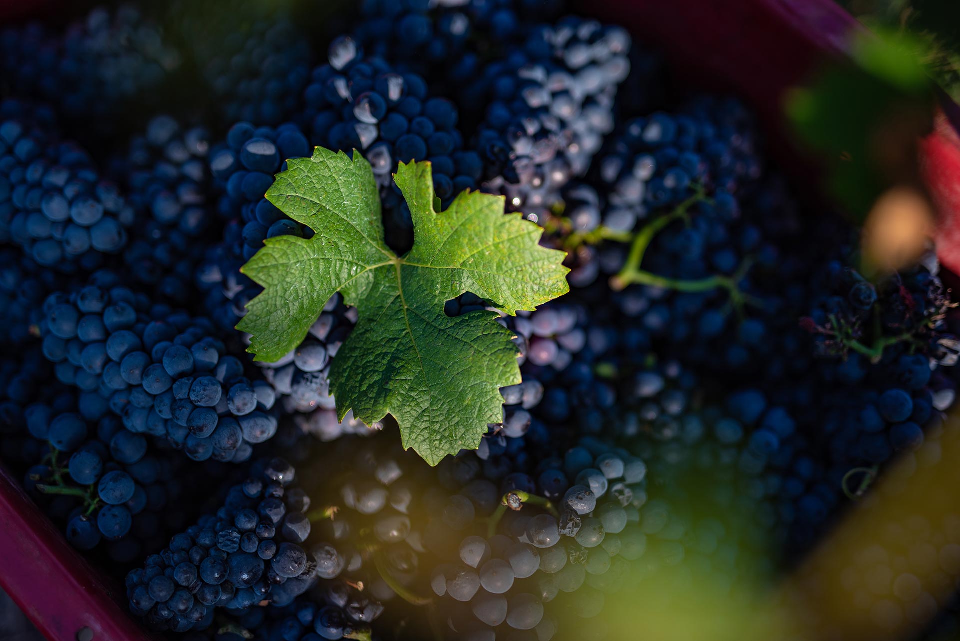 Villányban új otthonra lelt a cabernet franc