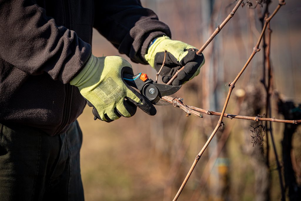 Szőlőmetszés a Vylyan birtokon 2021 telének végén. 