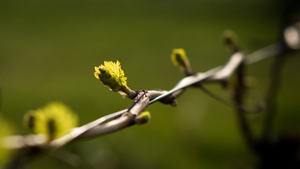 A szőlőmetszés után rövidesen az apró rügyeket is megláthatjuk.