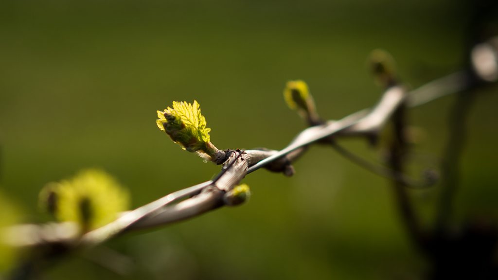 A szőlőmetszés után rövidesen az apró rügyeket is megláthatjuk.  